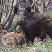 apertura cinghiale Caccia al Cinghiale in Italia